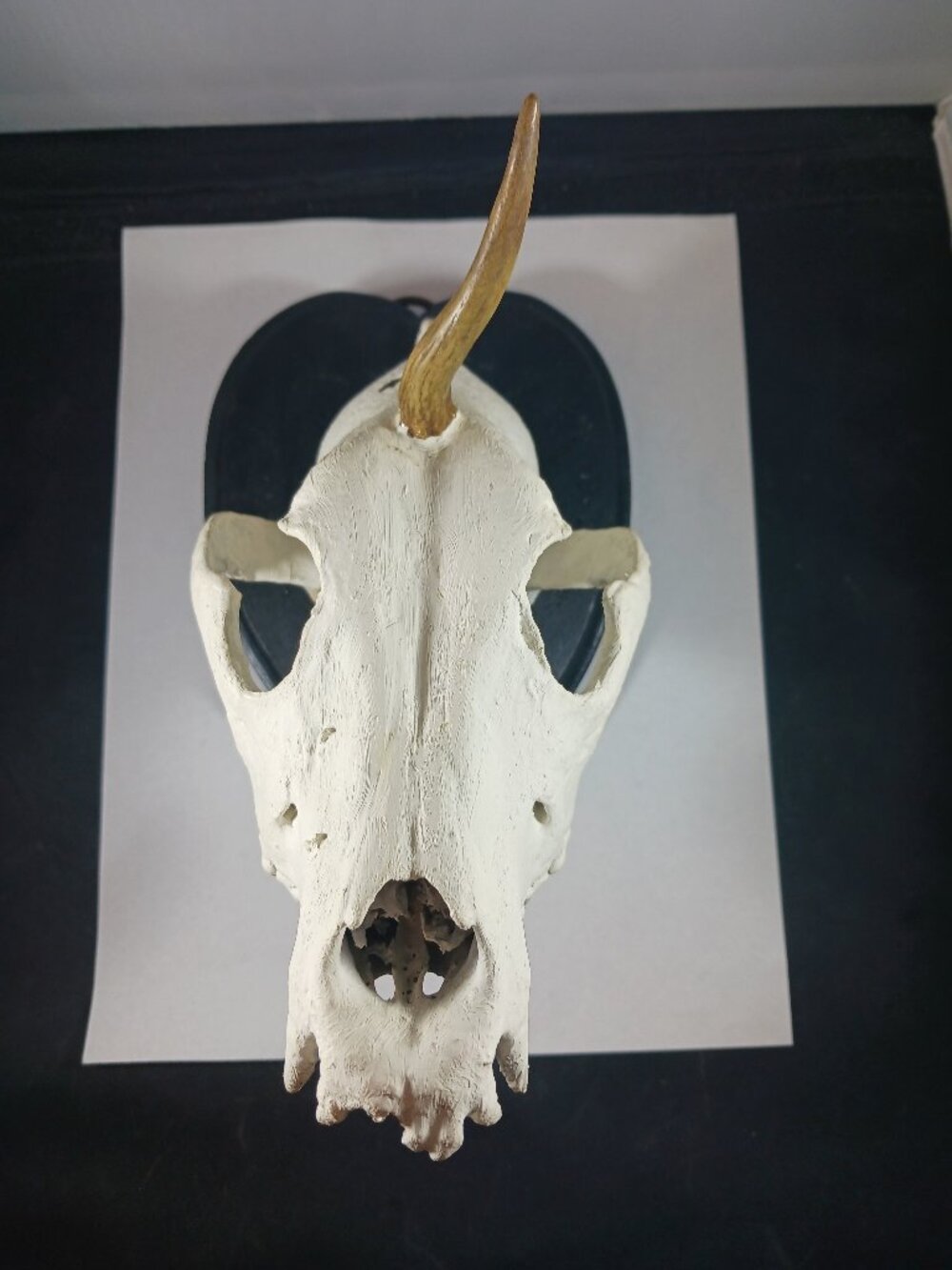Mounted Muntjac Deer Skull